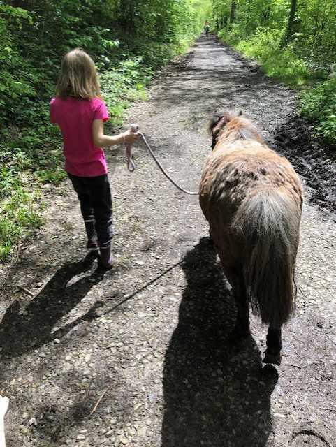 Horse Feedback Horse Feedback