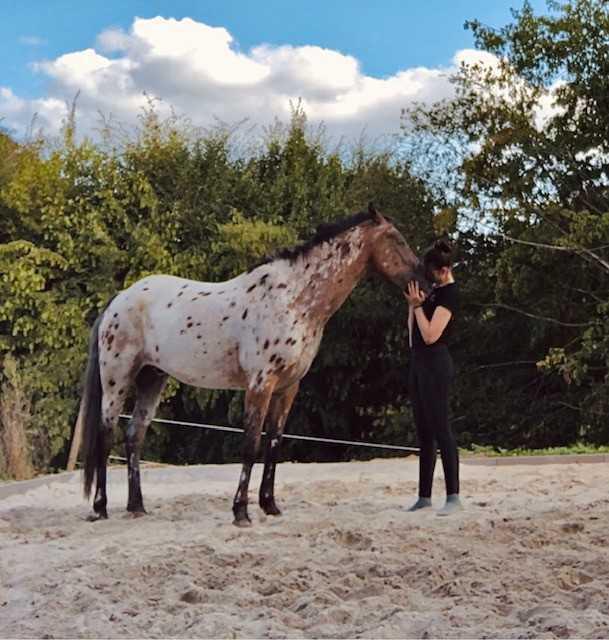 Horse Feedback Horse Feedback