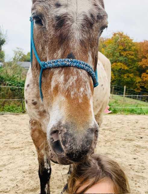 Atelier : Nature, Chevaux & émotions pour enfants.