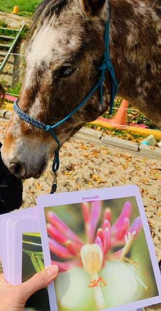 Atelier : Nature, Chevaux & émotions pour enfants. Atelier : Nature, Chevaux & émotions pour enfants.