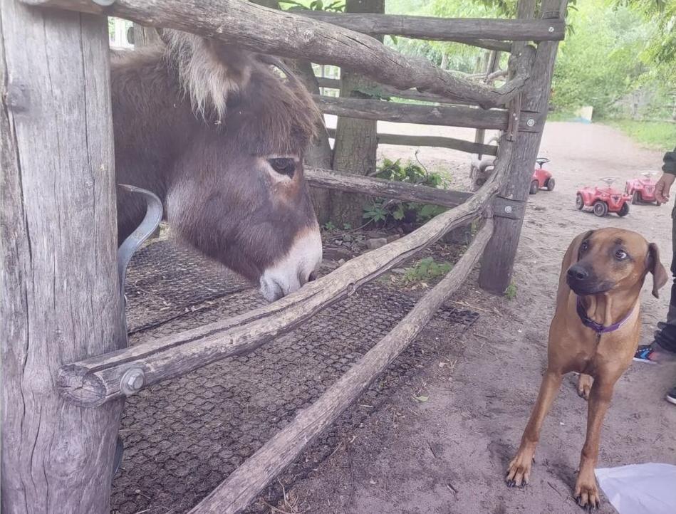 So viele tolle Teams, so viele tolle Hunde 