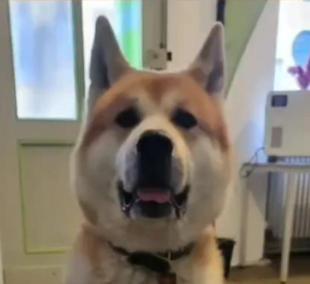 So viele tolle Teams, so viele tolle Hunde So viele tolle Teams, so viele tolle Hunde