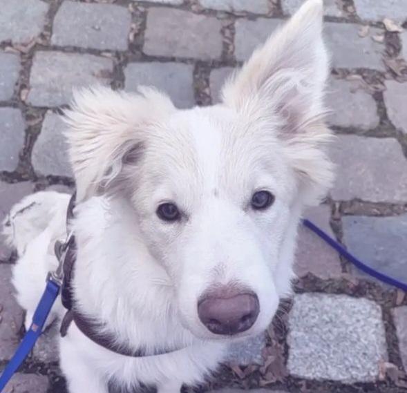 So viele tolle Teams, so viele tolle Hunde So viele tolle Teams, so viele tolle Hunde