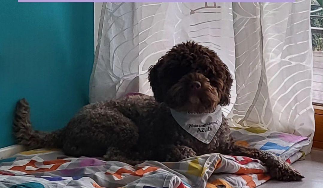 So viele tolle Teams, so viele tolle Hunde So viele tolle Teams, so viele tolle Hunde