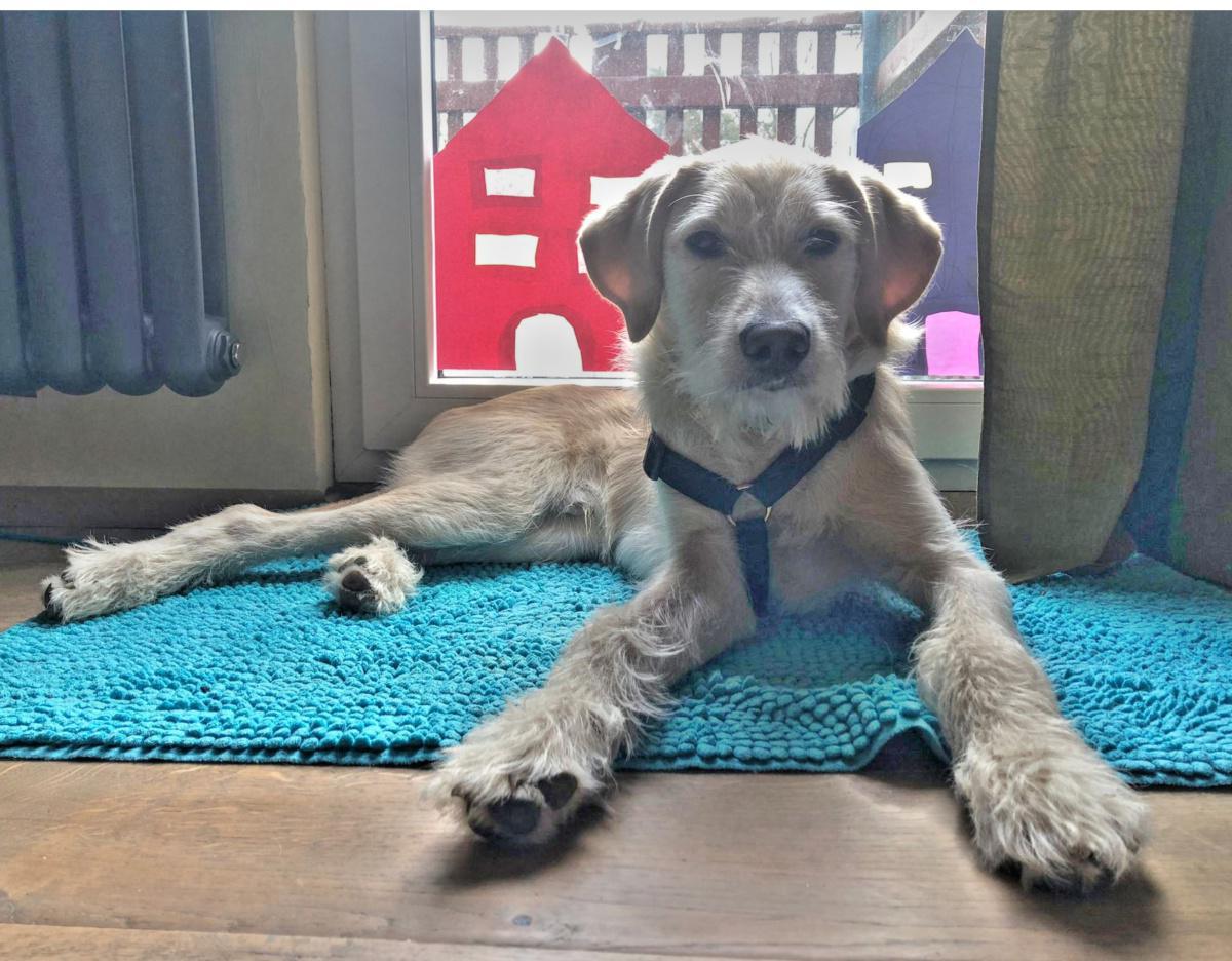 So viele tolle Teams, so viele tolle Hunde So viele tolle Teams, so viele tolle Hunde