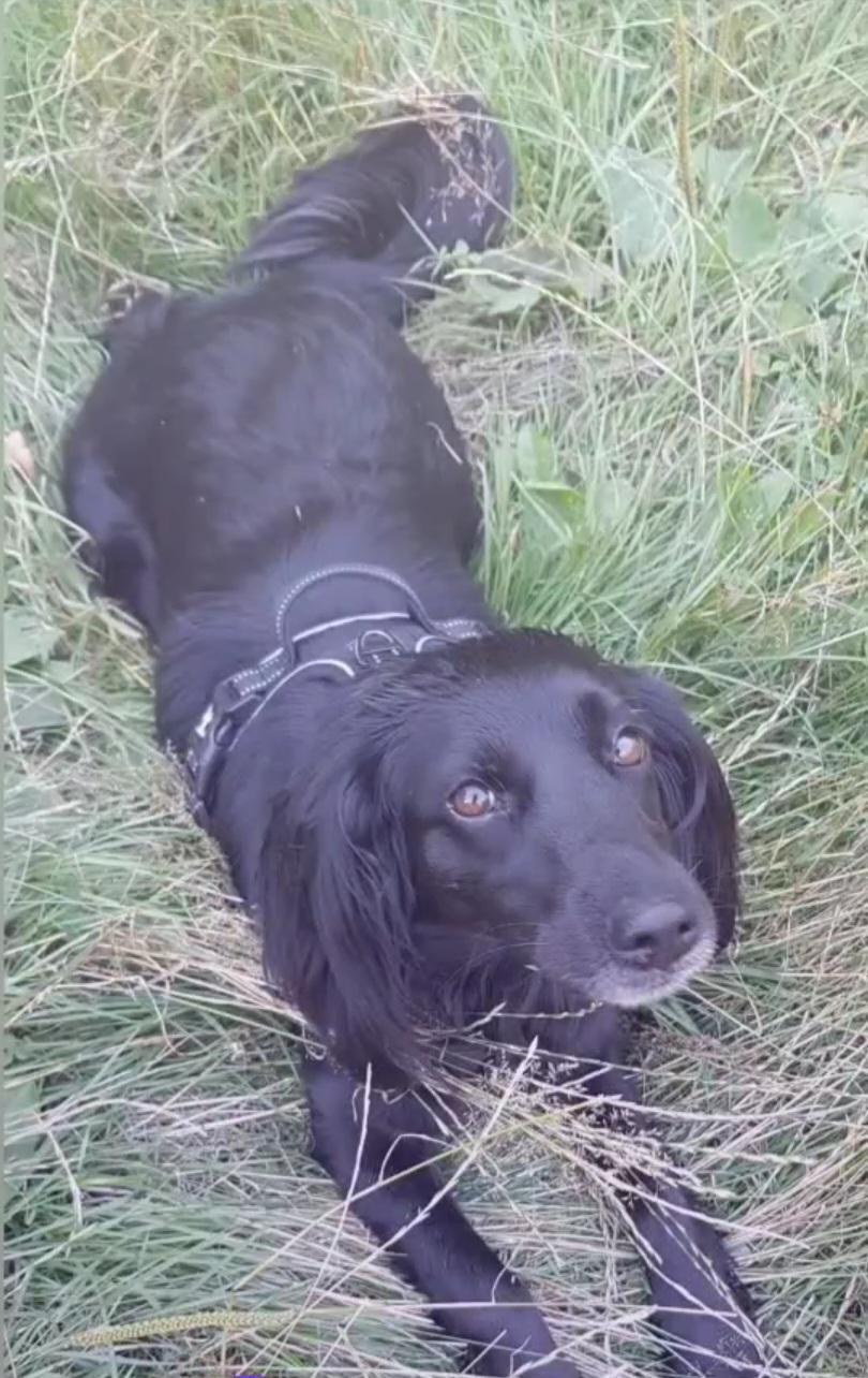 So viele tolle Teams, so viele tolle Hunde So viele tolle Teams, so viele tolle Hunde