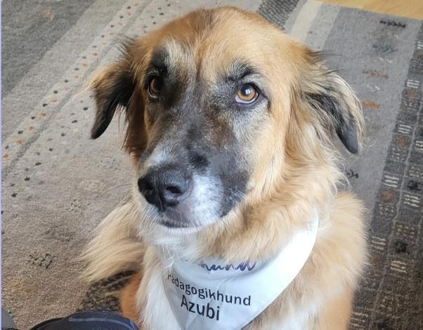 So viele tolle Teams, so viele tolle Hunde So viele tolle Teams, so viele tolle Hunde