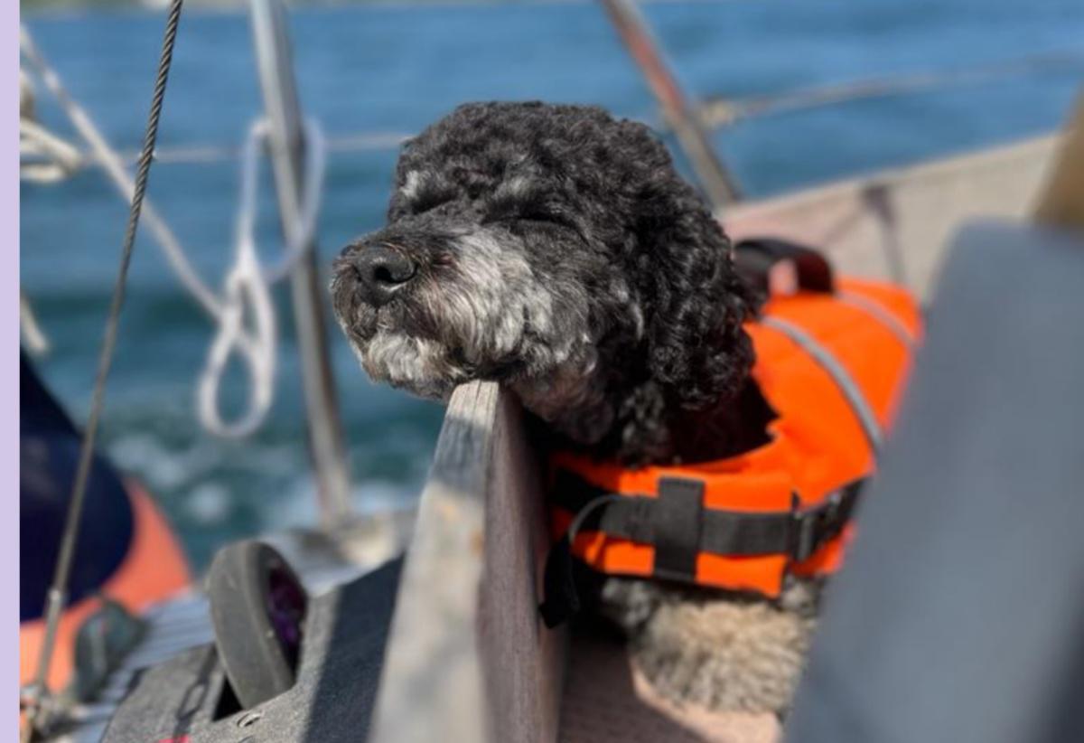 So viele tolle Teams, so viele tolle Hunde So viele tolle Teams, so viele tolle Hunde