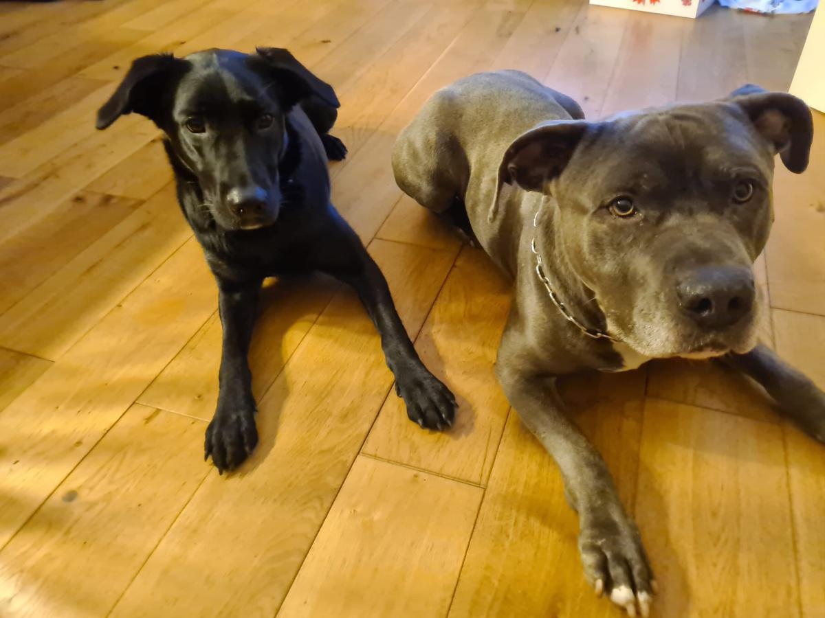 So viele tolle Teams, so viele tolle Hunde So viele tolle Teams, so viele tolle Hunde