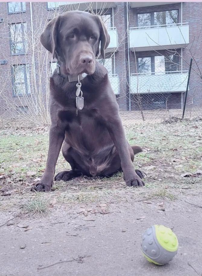 So viele tolle Teams, so viele tolle Hunde So viele tolle Teams, so viele tolle Hunde