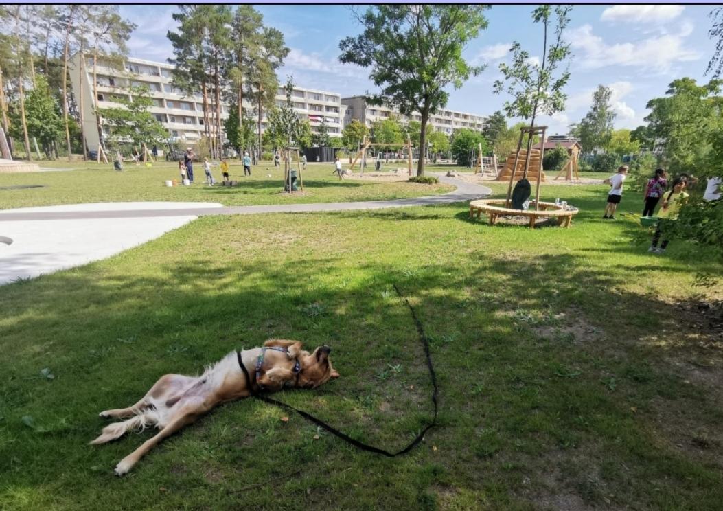 So viele tolle Teams, so viele tolle Hunde So viele tolle Teams, so viele tolle Hunde