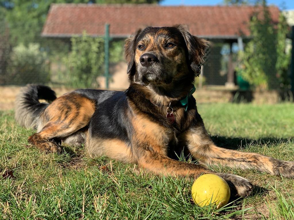 So viele tolle Teams, so viele tolle Hunde 