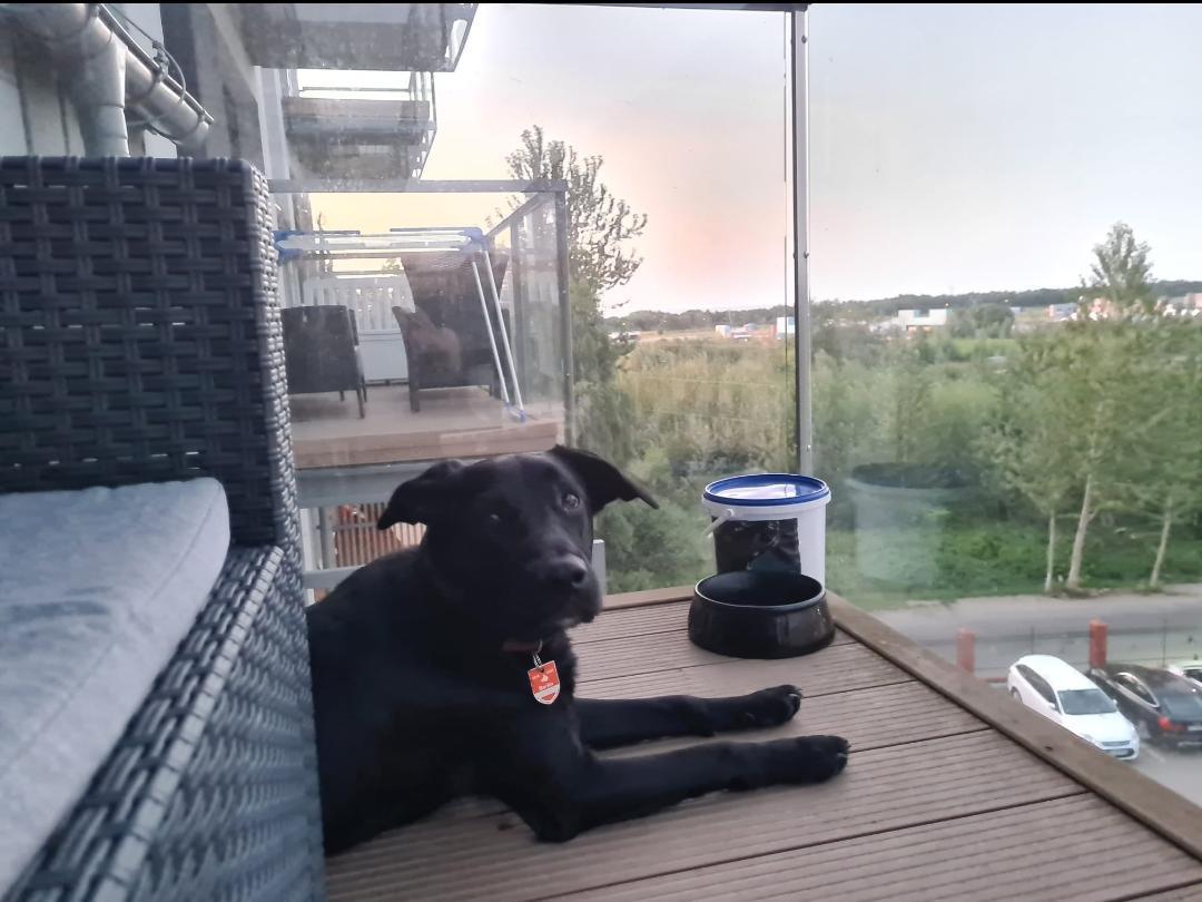 So viele tolle Teams, so viele tolle Hunde So viele tolle Teams, so viele tolle Hunde