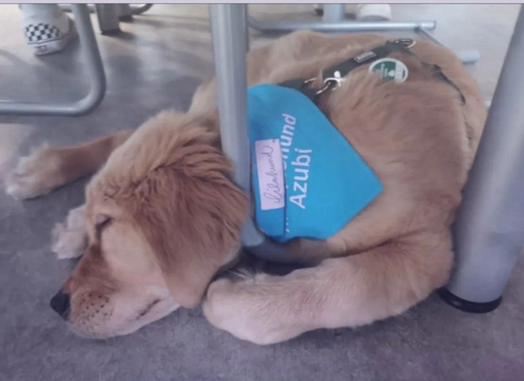 So viele tolle Teams, so viele tolle Hunde So viele tolle Teams, so viele tolle Hunde