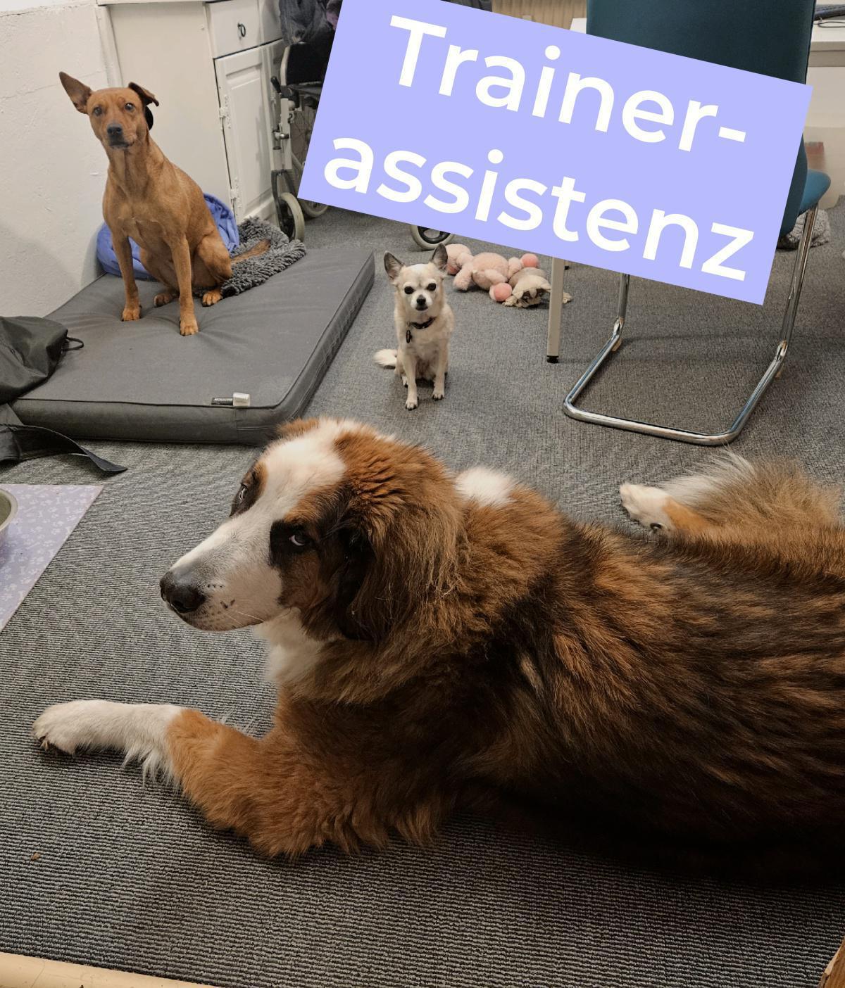 Das Team lilahund Das Team lilahund