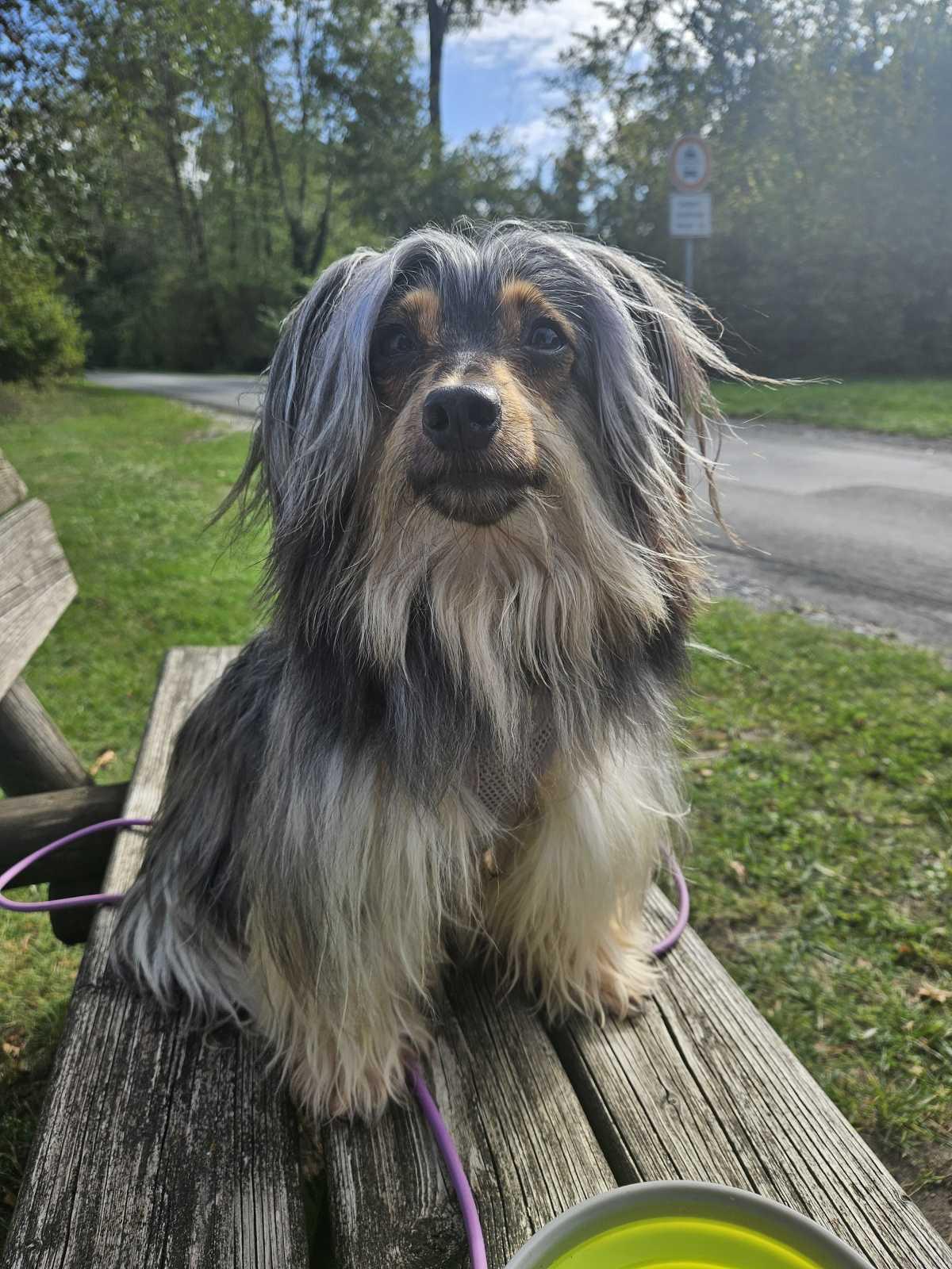 Das Team lilahund Das Team lilahund