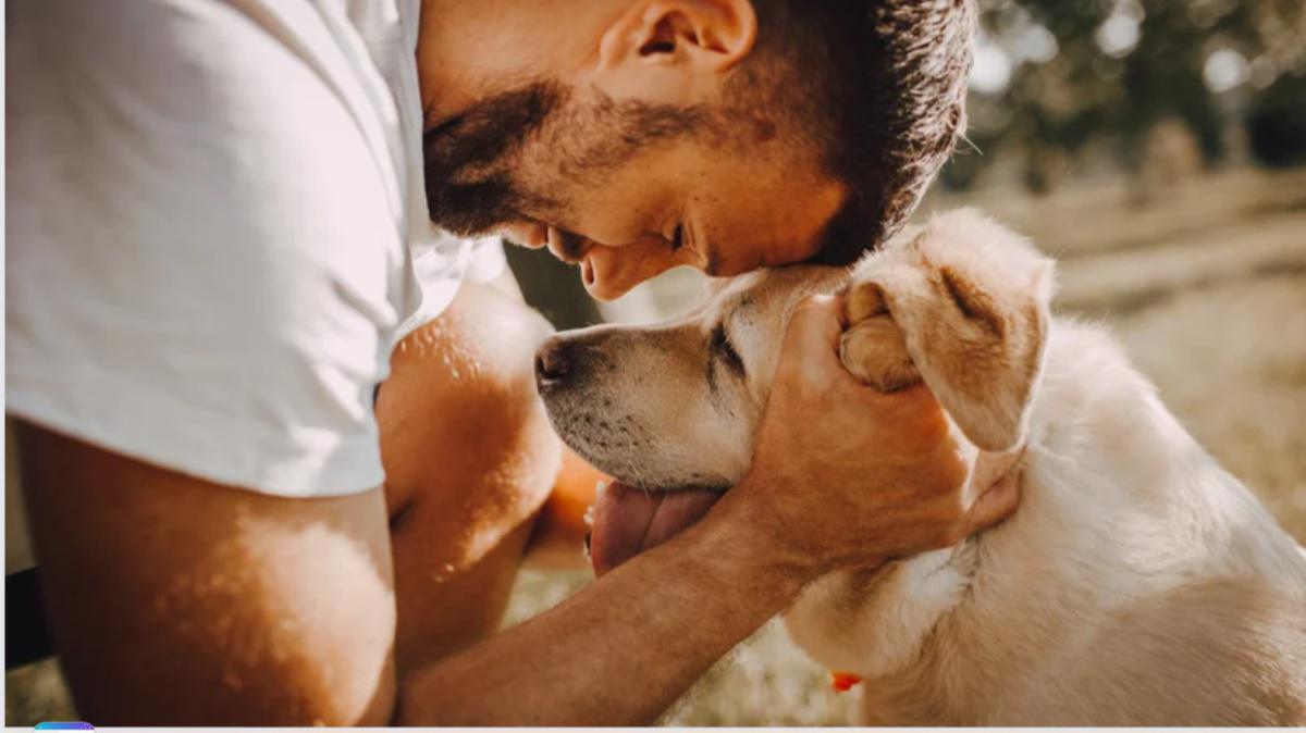 Mythen rund um den Hund