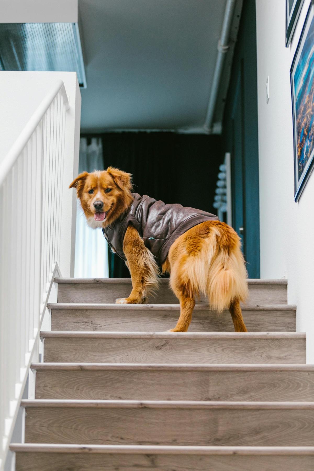 Ein Mantel für den Hund? 