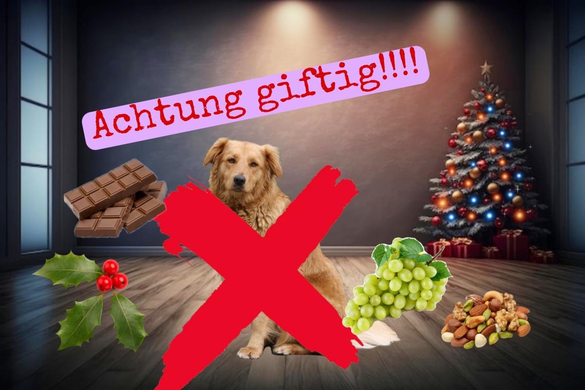 Achtung giftig Achtung giftig