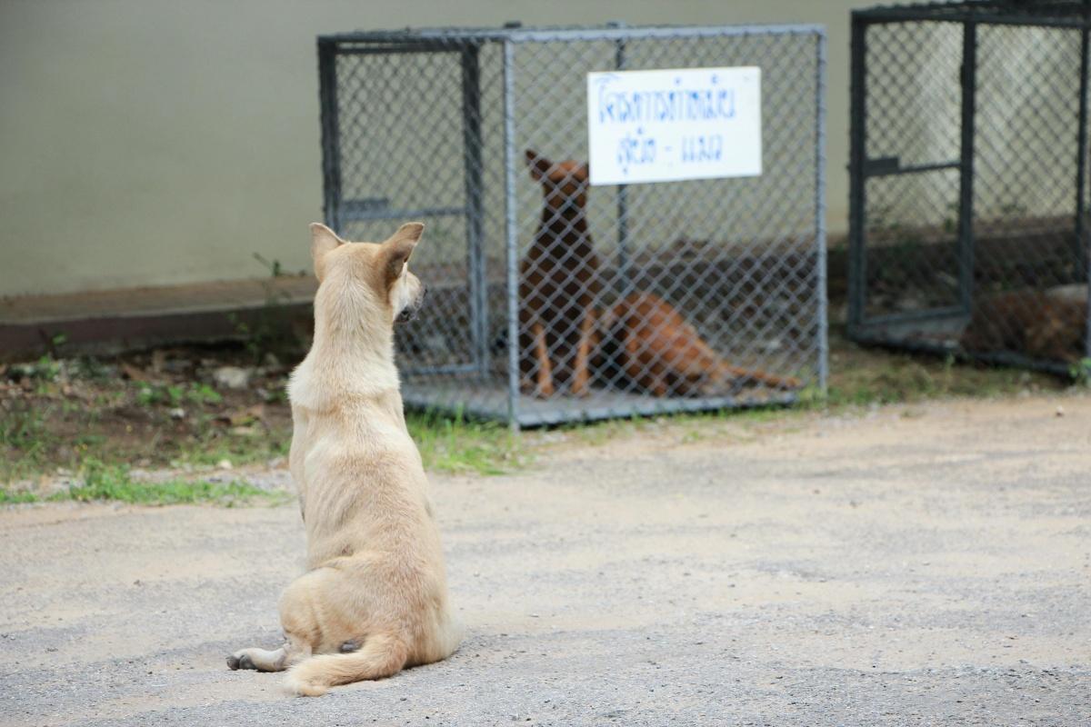 5 Gründe für einen Tierschutzhund 