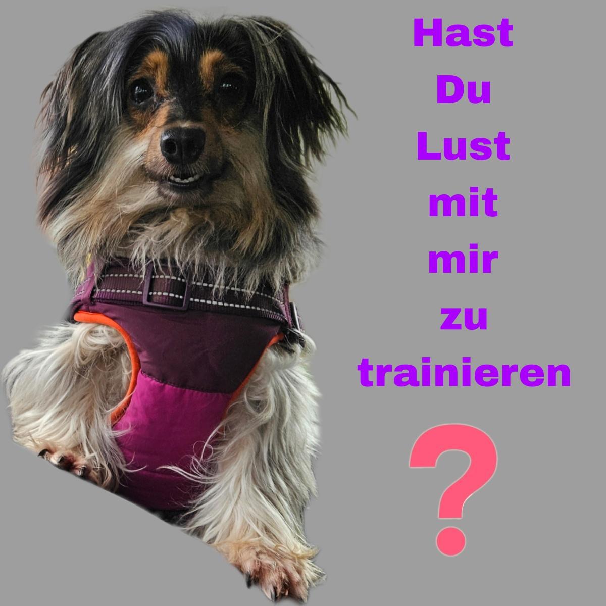 "Spaziergang mit Violet" oder Trainingspartner gesucht