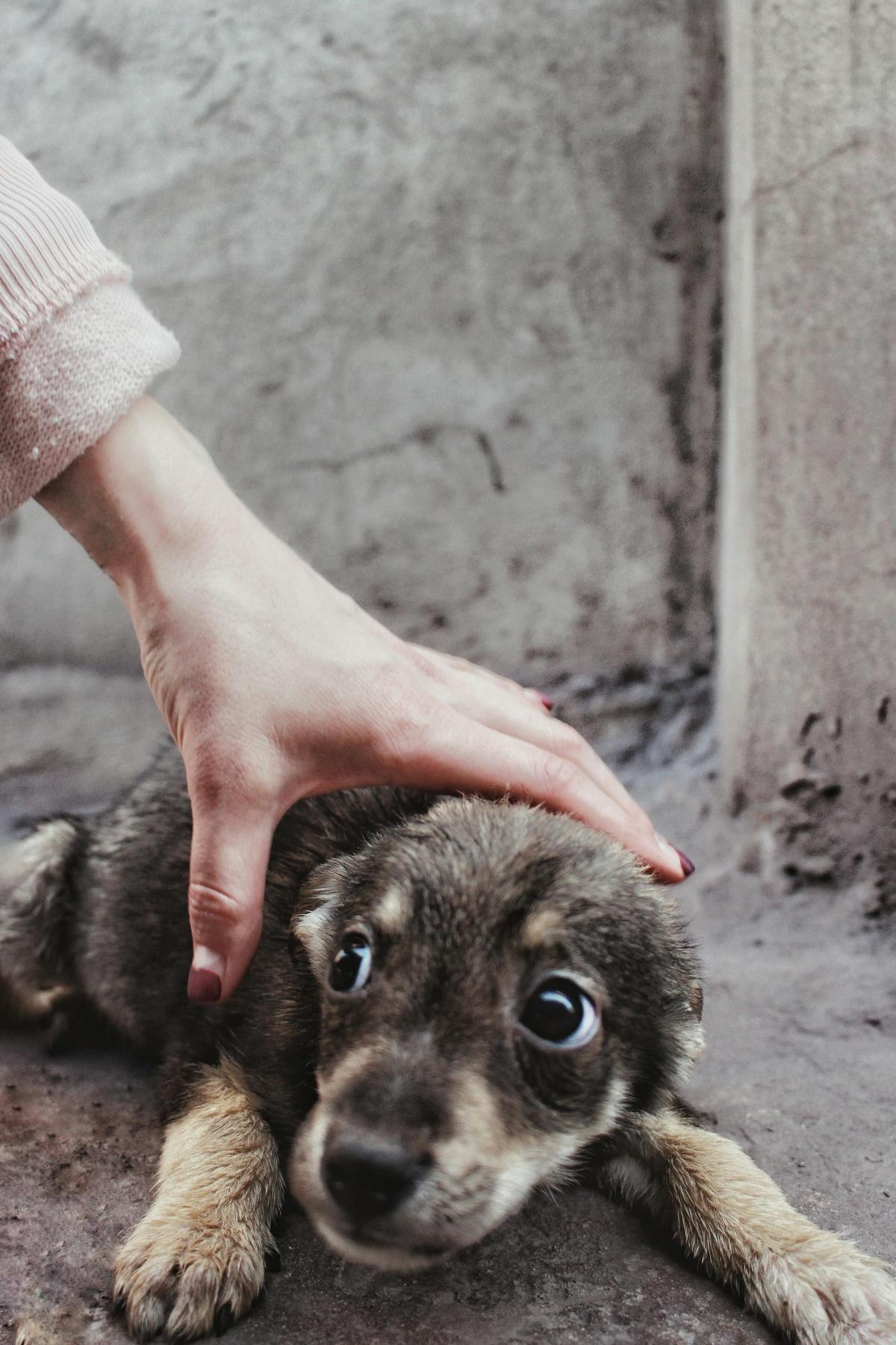 Workshop " Angst beim Hund verstehen, therapieren und überwinden"