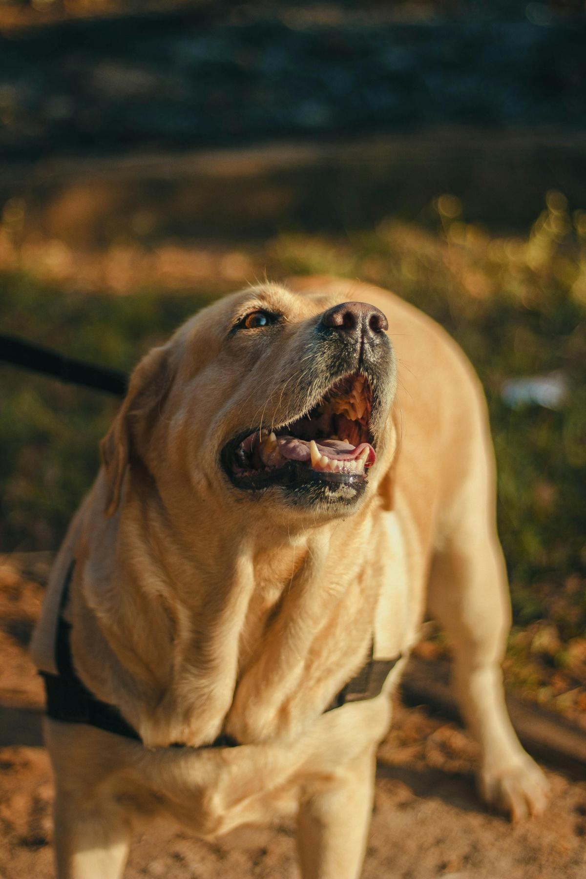 Workshop " Angst beim Hund verstehen, therapieren und überwinden"