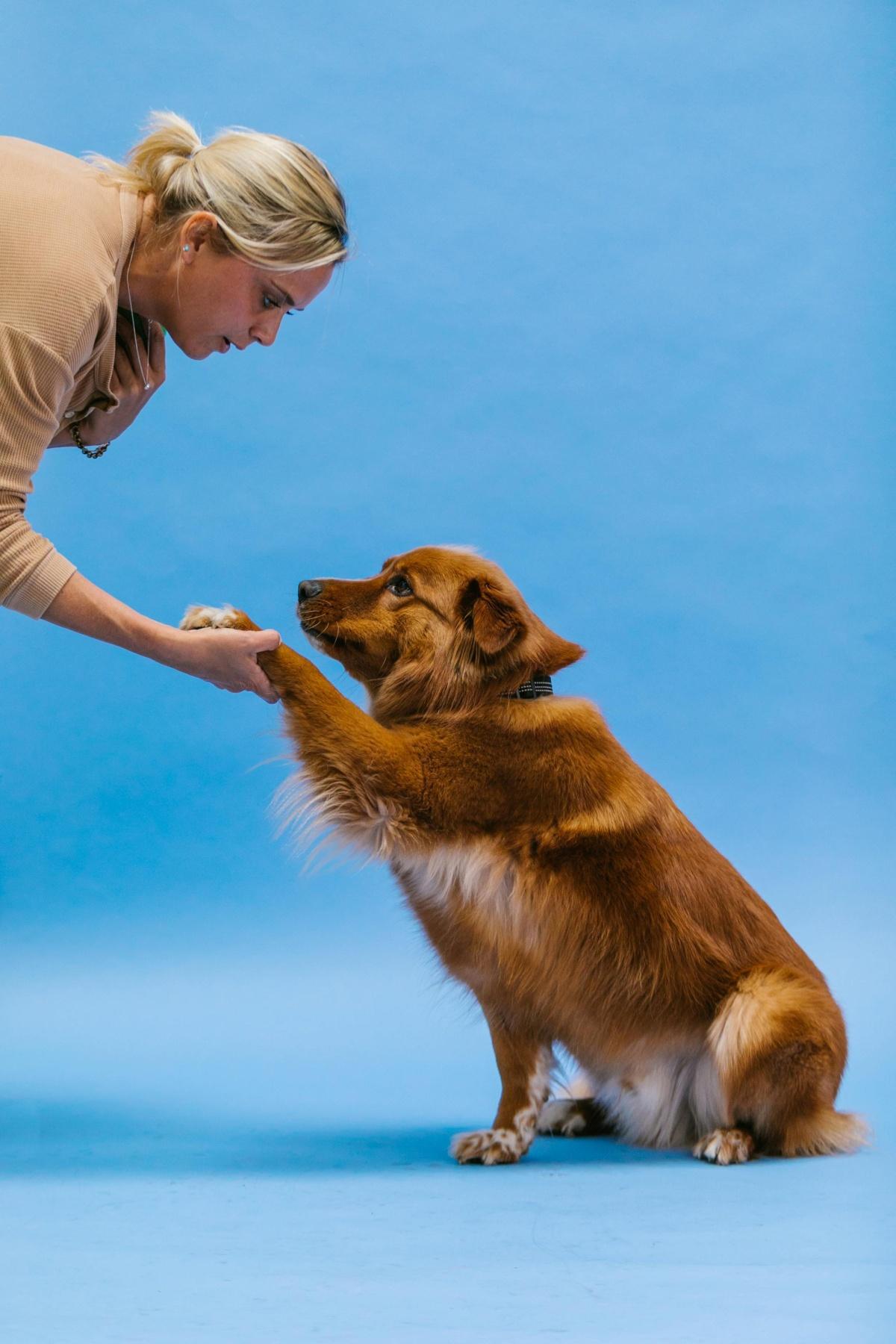 Generalisierung im Hundetraining