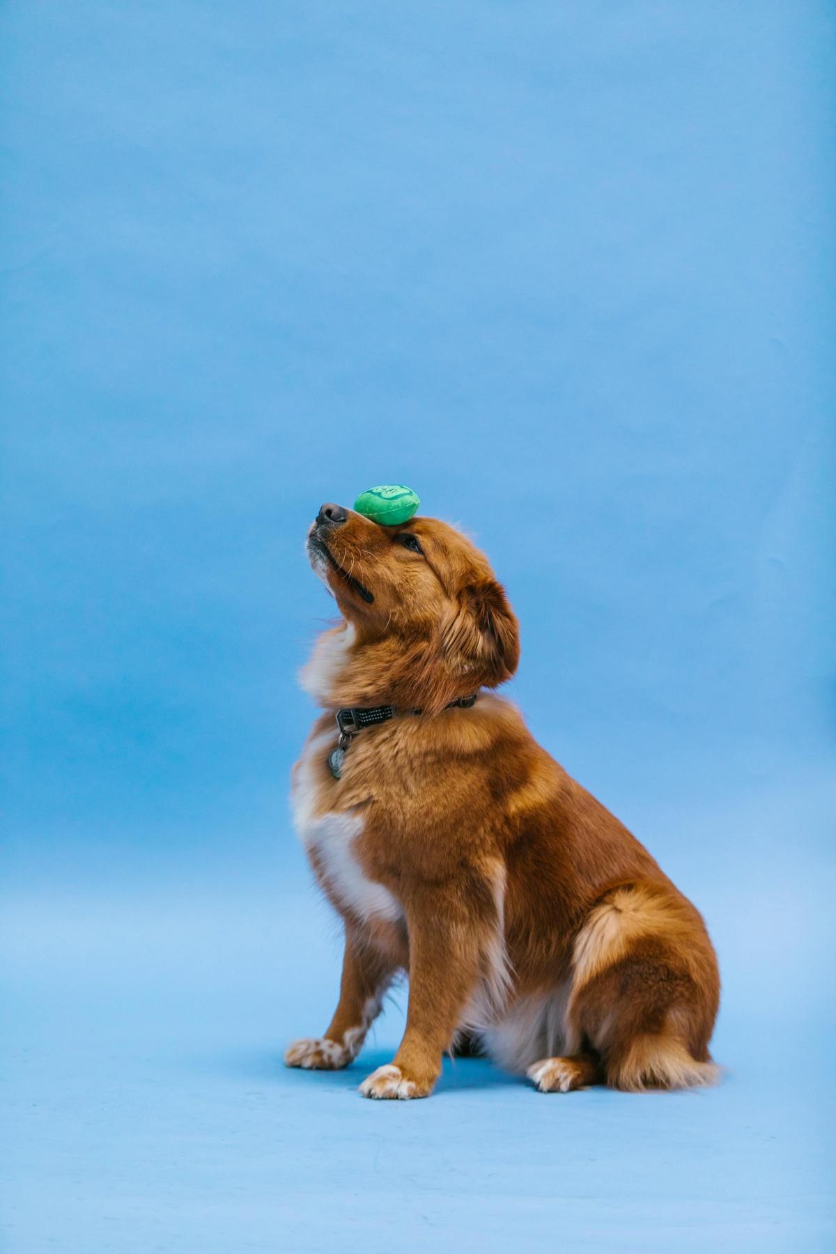 Generalisierung im Hundetraining