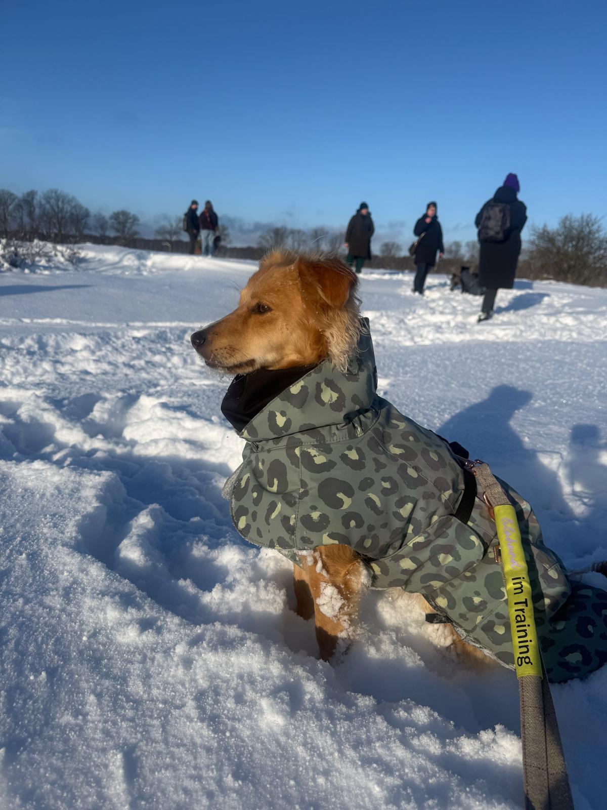 Der "lilahund- Tierschutz- Walk"