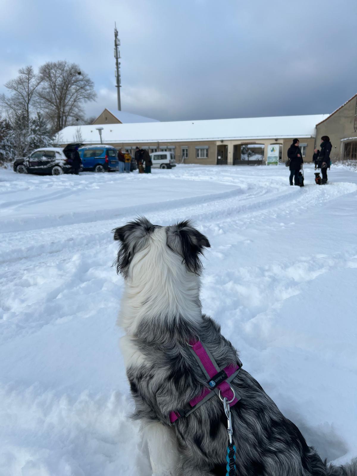 Der "lilahund- Tierschutz- Walk"