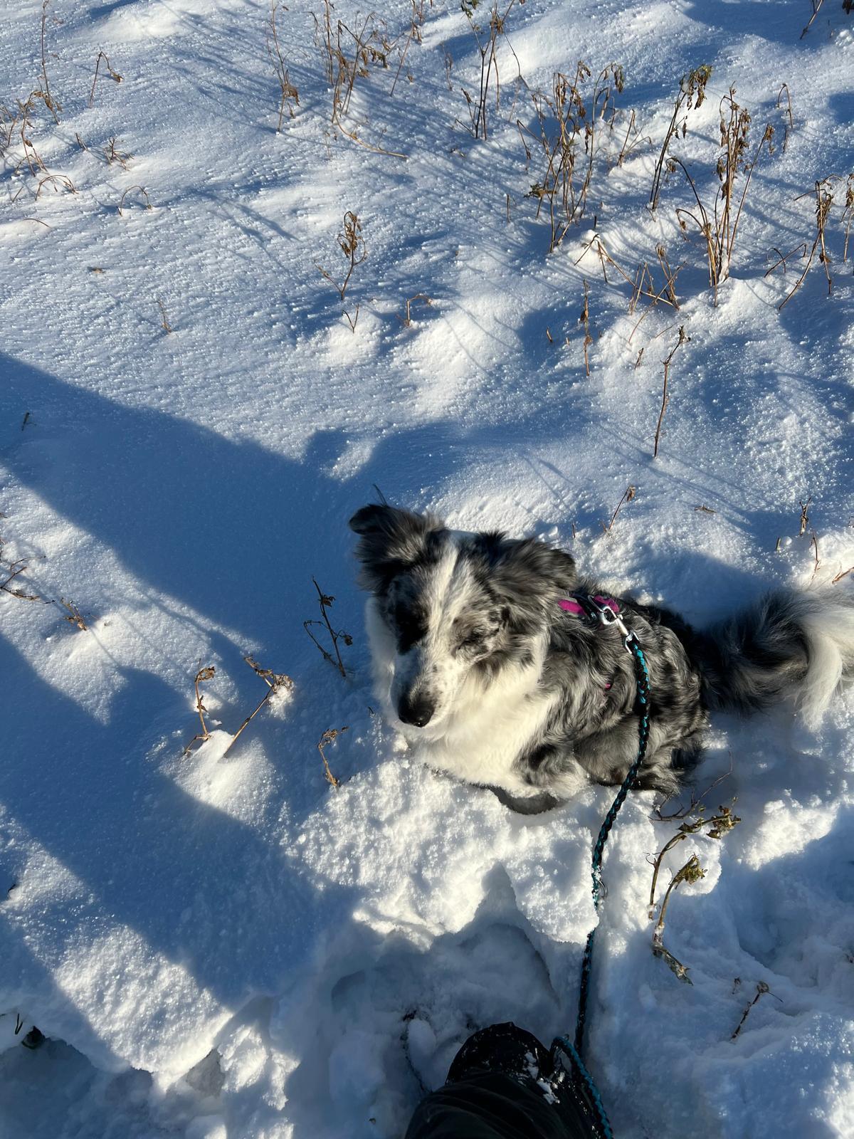 Der "lilahund- Tierschutz- Walk"