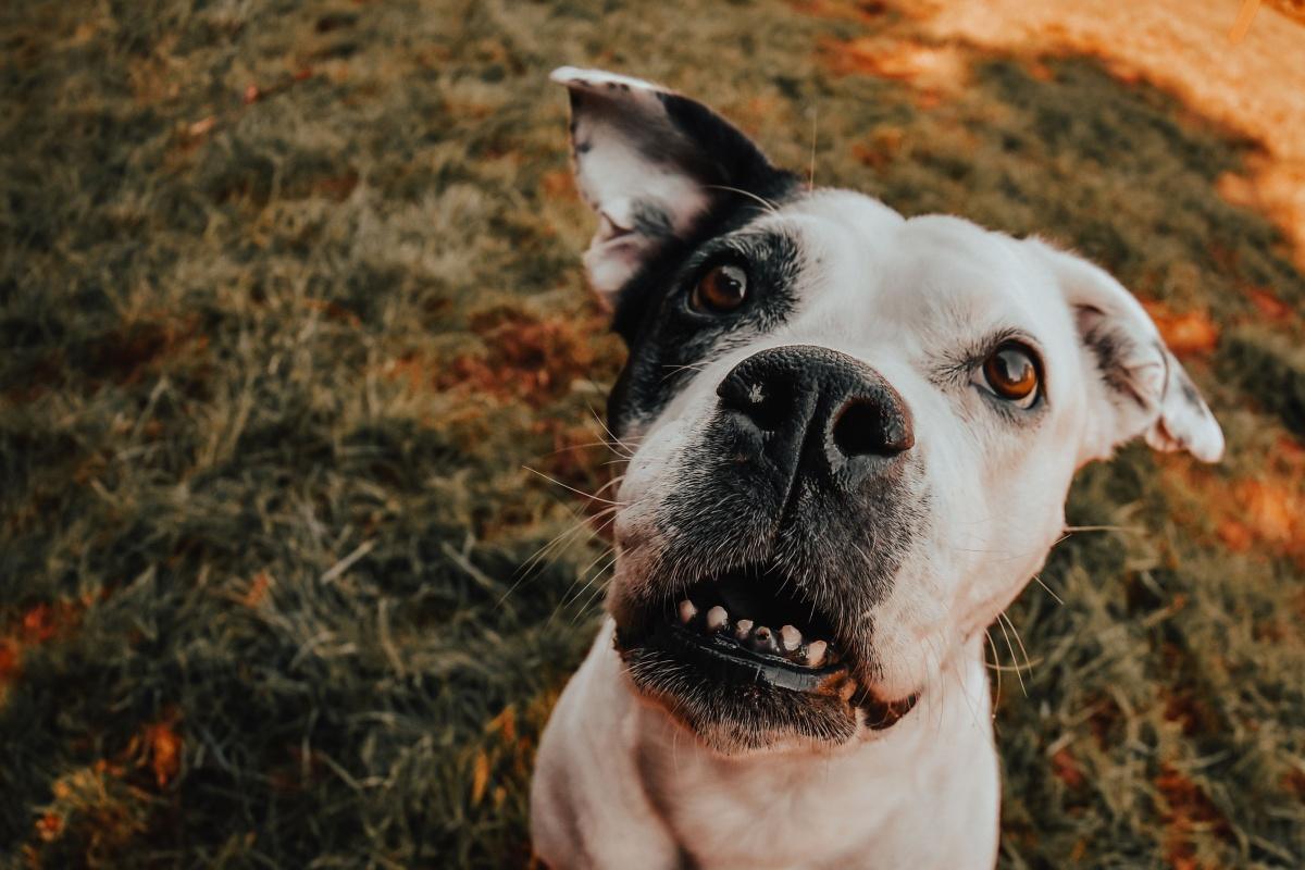 Warum " mehr Freiheit" Hunde nicht glücklicher macht Warum " mehr Freiheit" Hunde nicht glücklicher macht