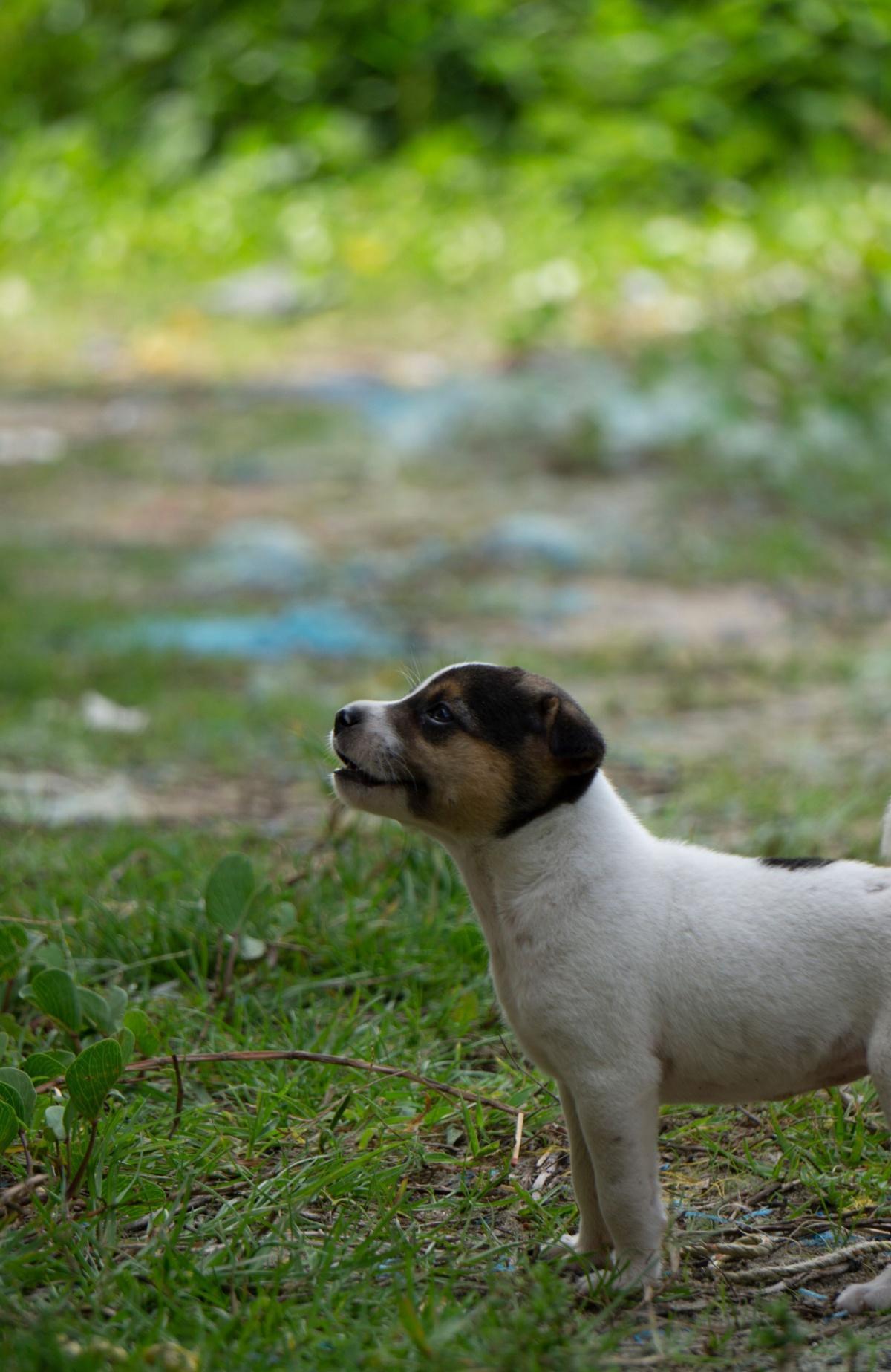 Warum " mehr Freiheit" Hunde nicht glücklicher macht Warum " mehr Freiheit" Hunde nicht glücklicher macht