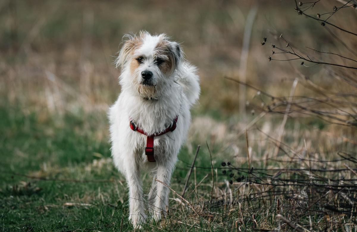 Warum " mehr Freiheit" Hunde nicht glücklicher macht Warum " mehr Freiheit" Hunde nicht glücklicher macht