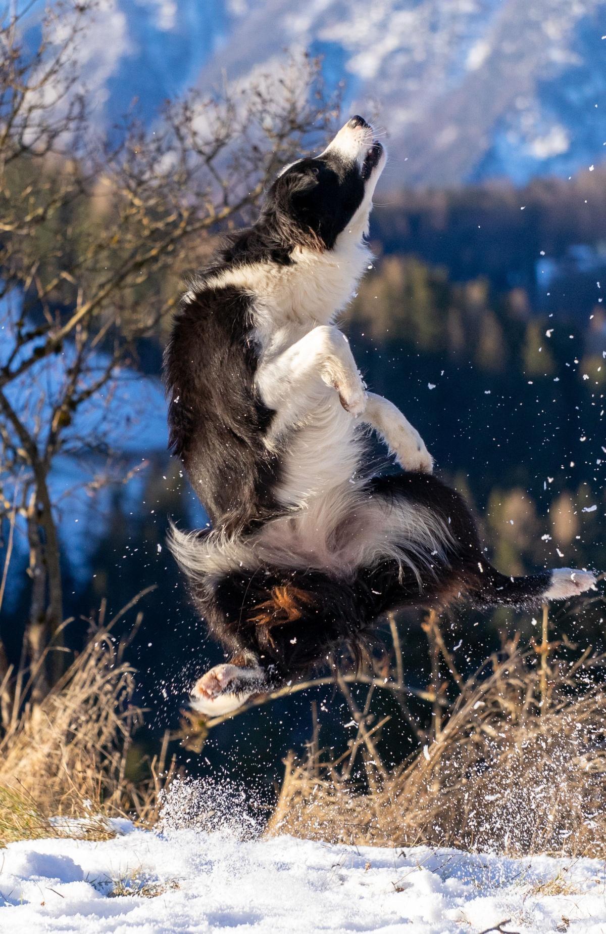 Warum " mehr Freiheit" Hunde nicht glücklicher macht