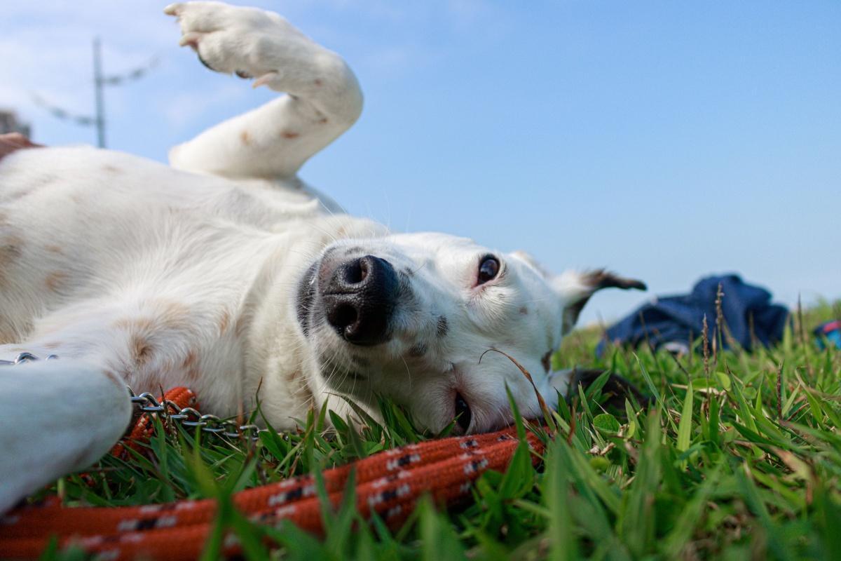 Warum " mehr Freiheit" Hunde nicht glücklicher macht Warum " mehr Freiheit" Hunde nicht glücklicher macht