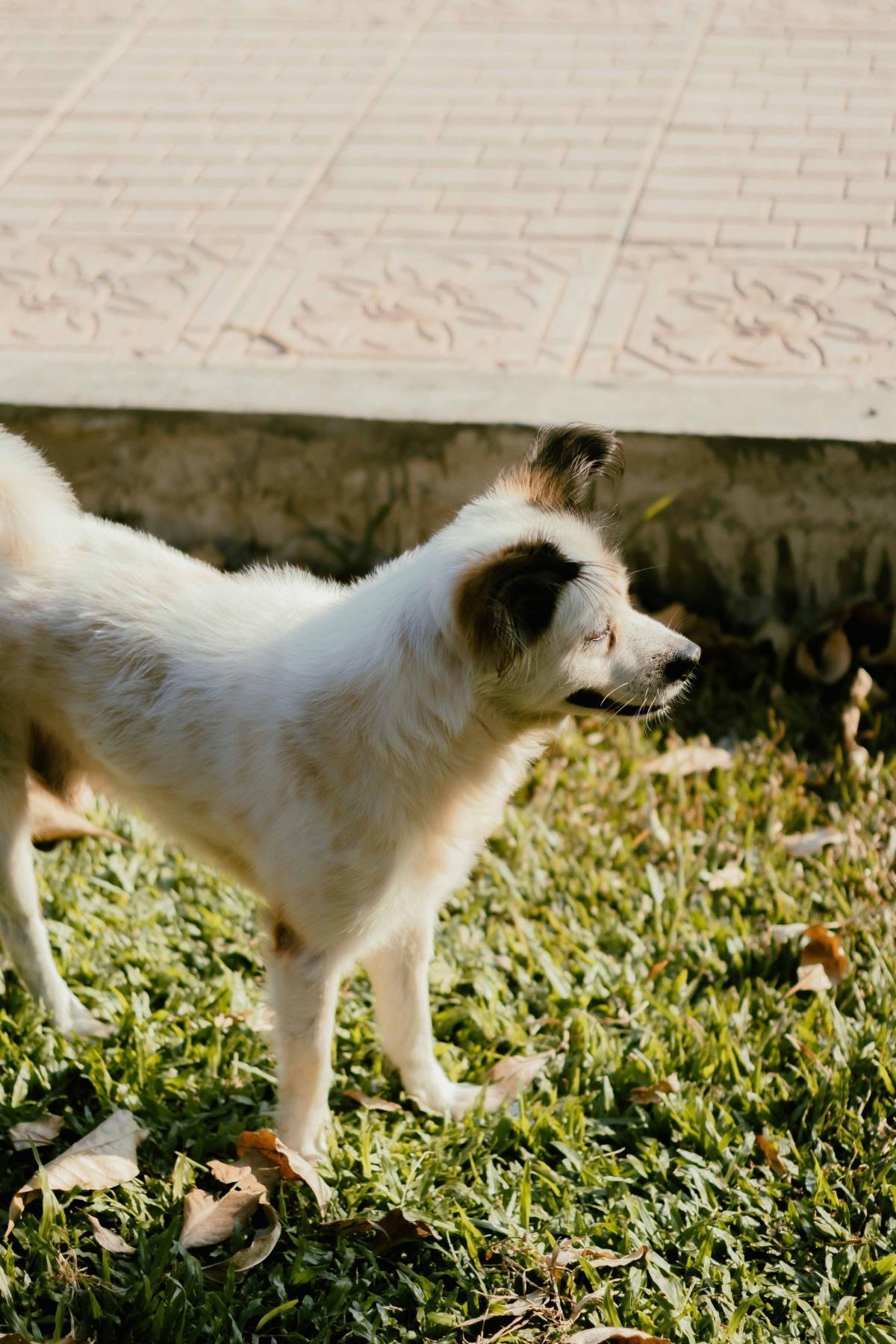 Warum " mehr Freiheit" Hunde nicht glücklicher macht