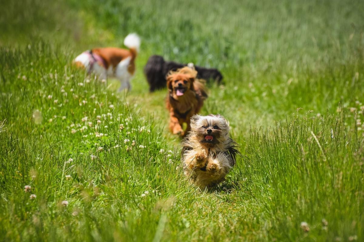 Warum " mehr Freiheit" Hunde nicht glücklicher macht