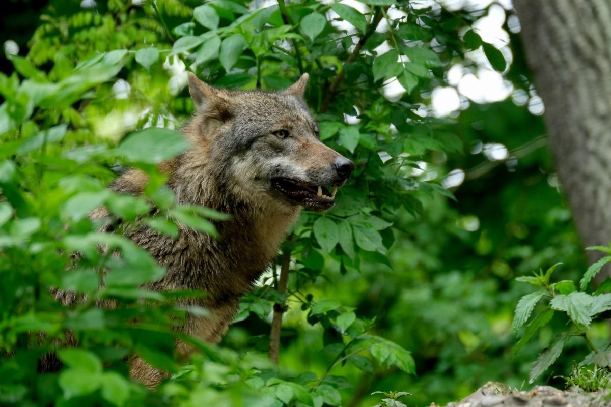 💜 Social Wolf Walk im Wildpark Schorfheide