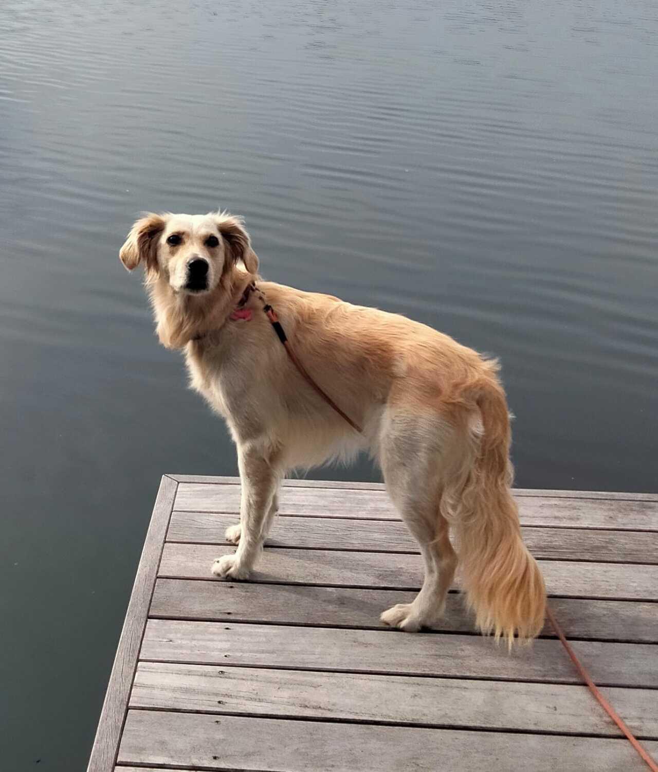 Nelli