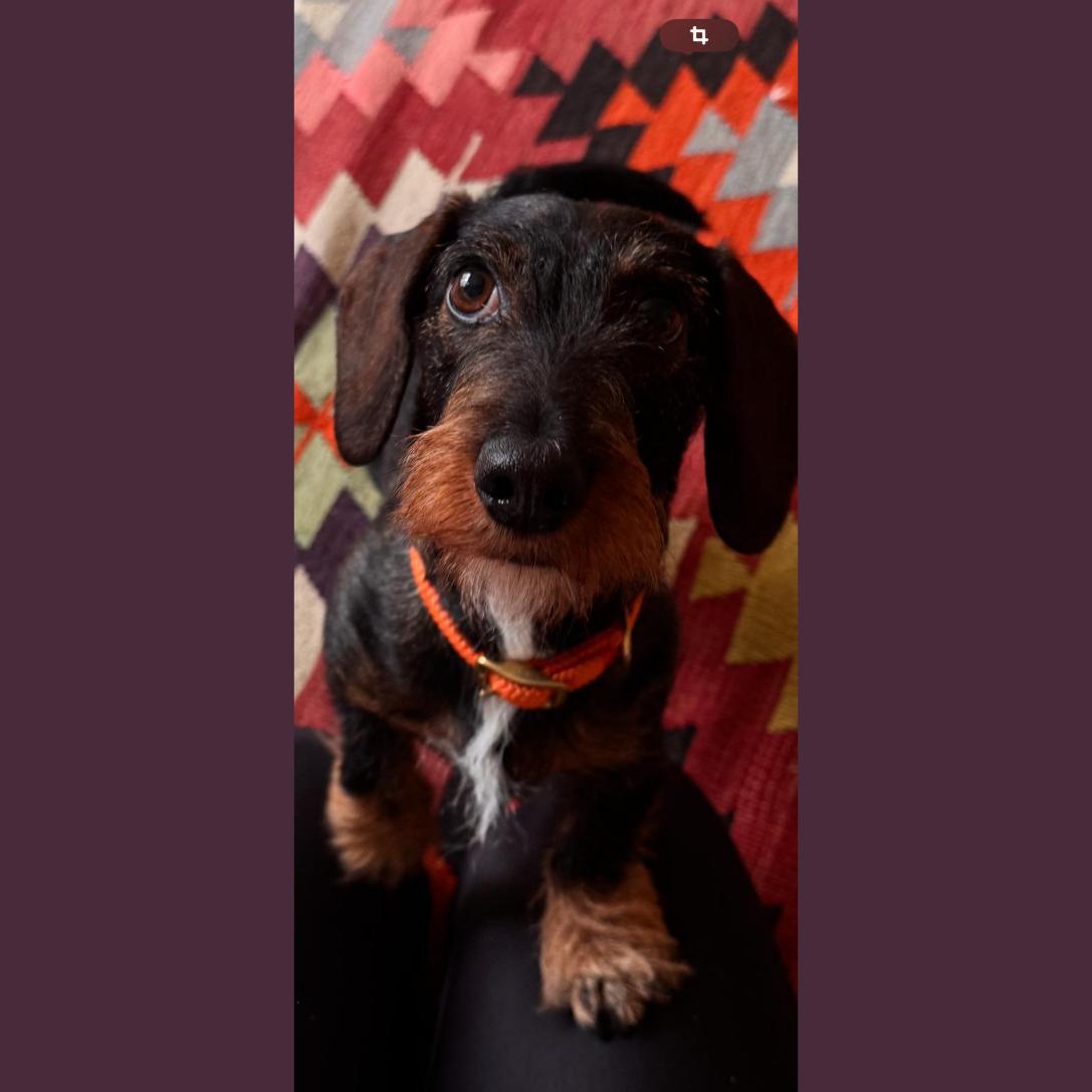 FRITZI