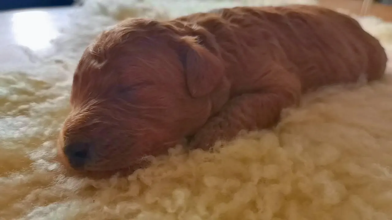 Suki