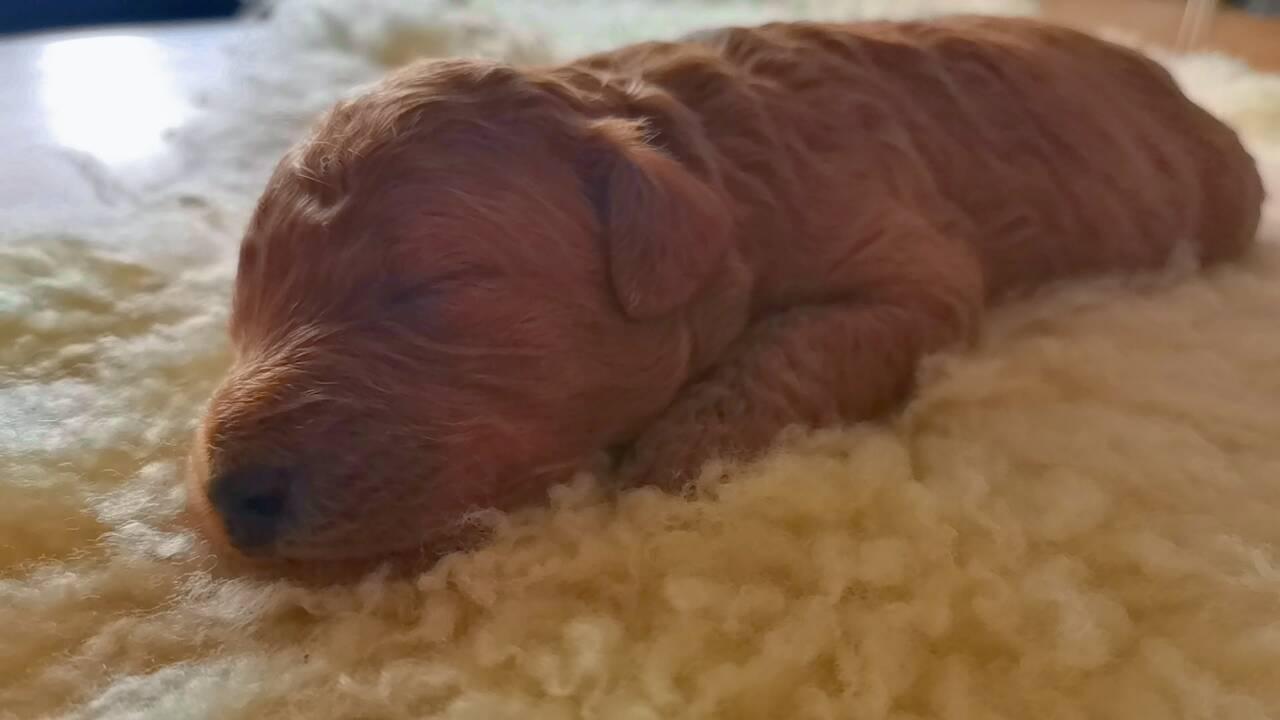 Suki
