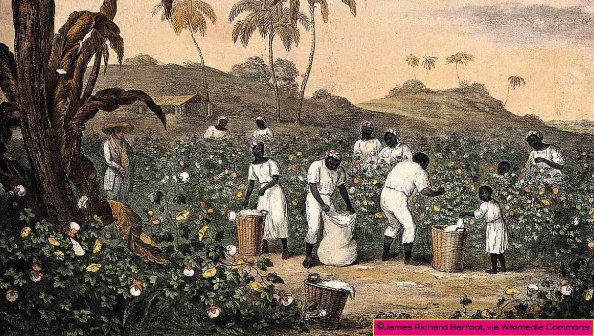 Le travail des Esclaves dans les Plantations