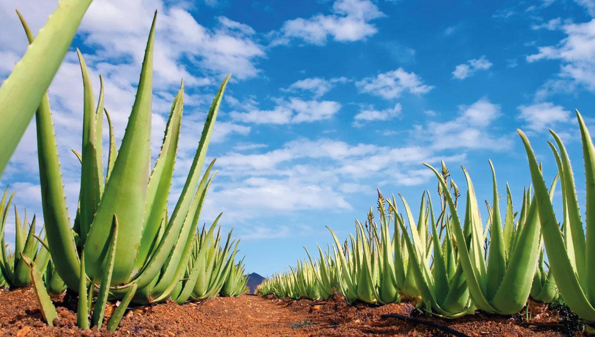 Les Plantes Médicinales à Saint-Martin