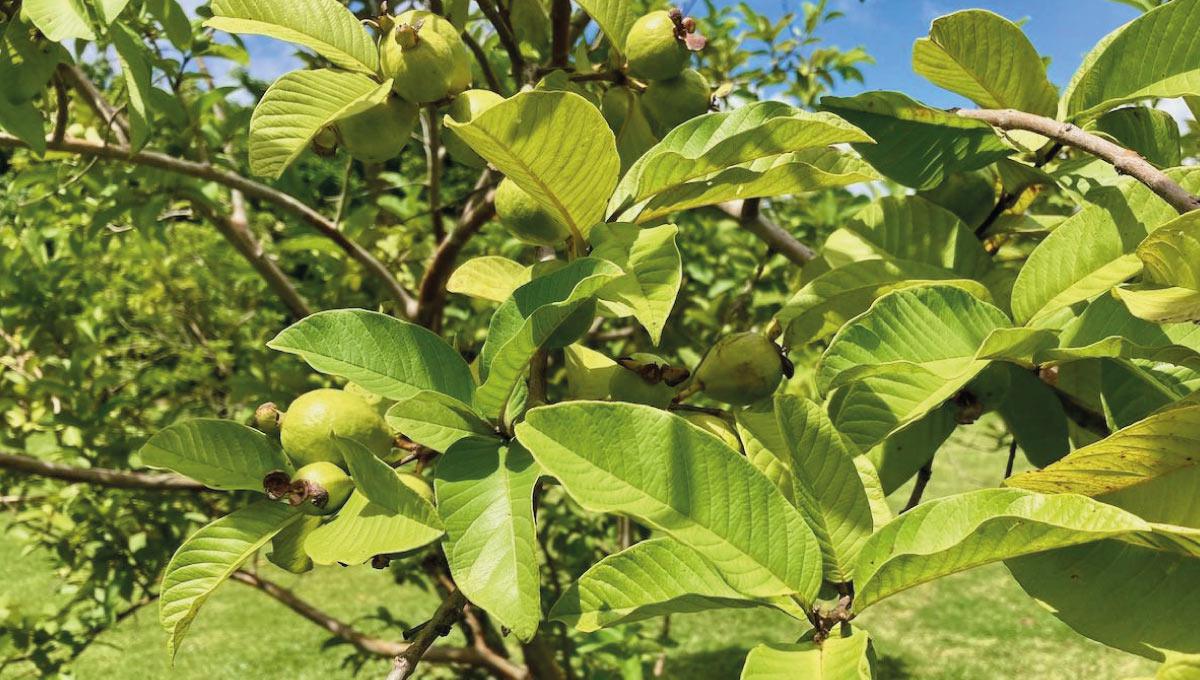 Les Plantes Médicinales à Saint-Martin