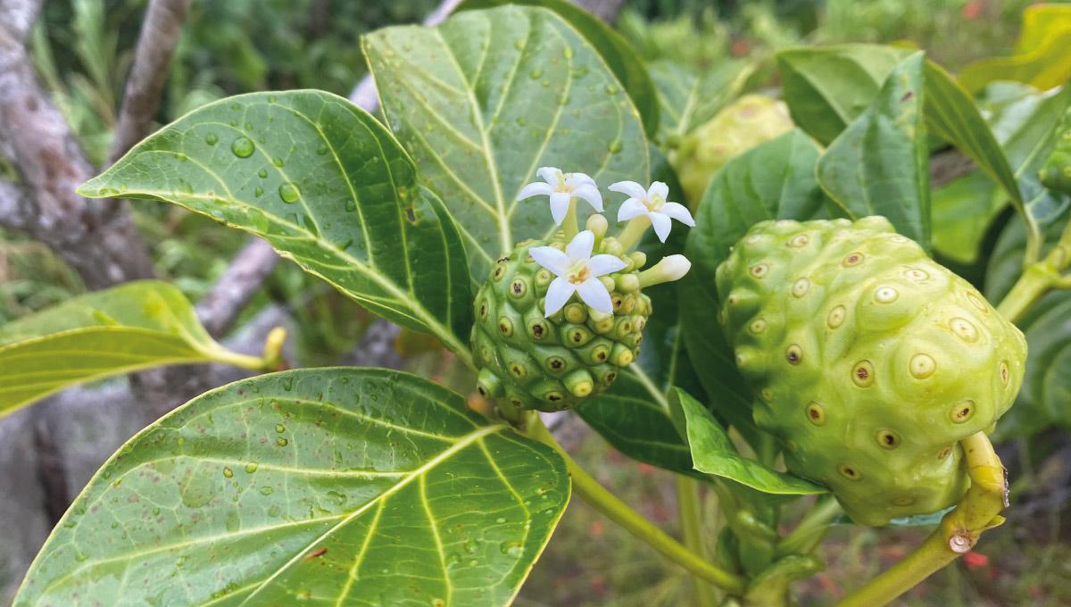 Les Plantes Médicinales à Saint-Martin