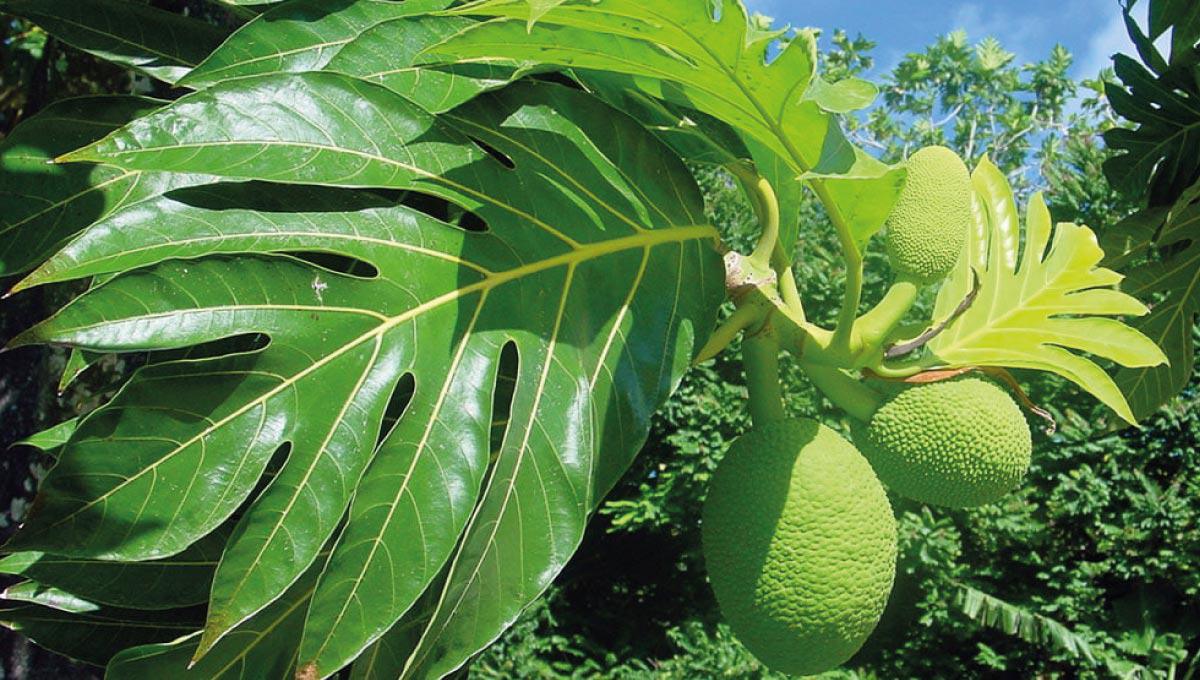 Les Plantes Médicinales à Saint-Martin