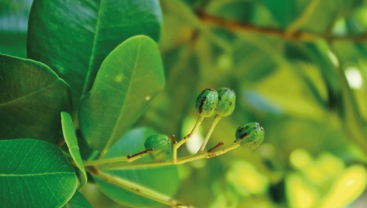 Les Plantes Médicinales à Saint-Martin